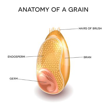 Grain anatomy to illustrate which parts of a grain of rice we eat